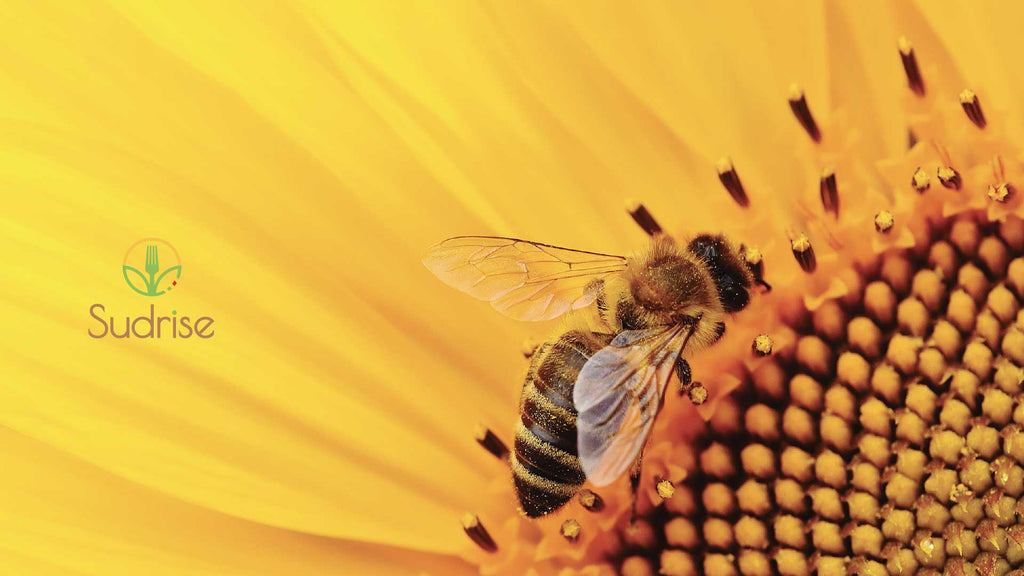 L'importanza delle api per le coltivazioni