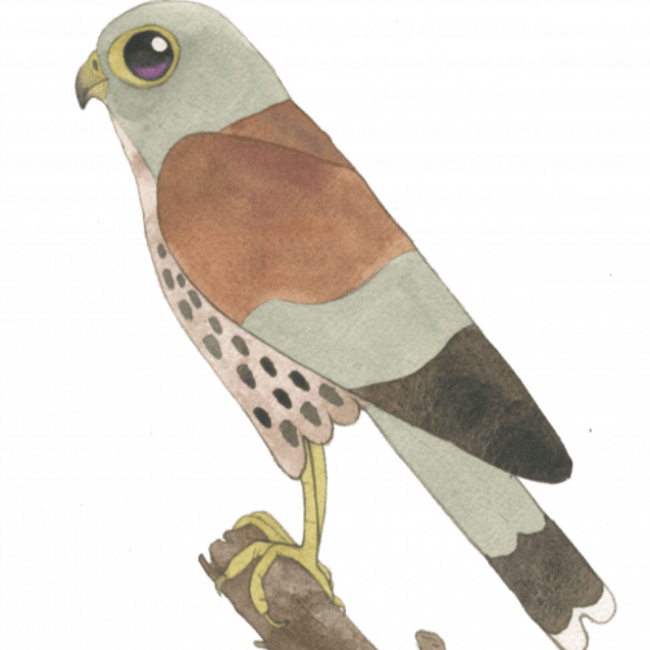 Birra Artigianale Kestrel