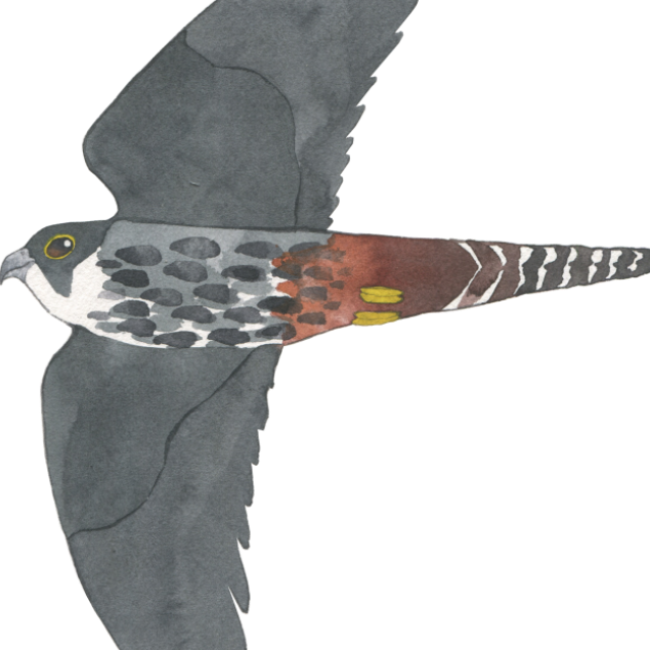 Eleonora's Falcon Birra Artigianale Milvus Uva Fragola