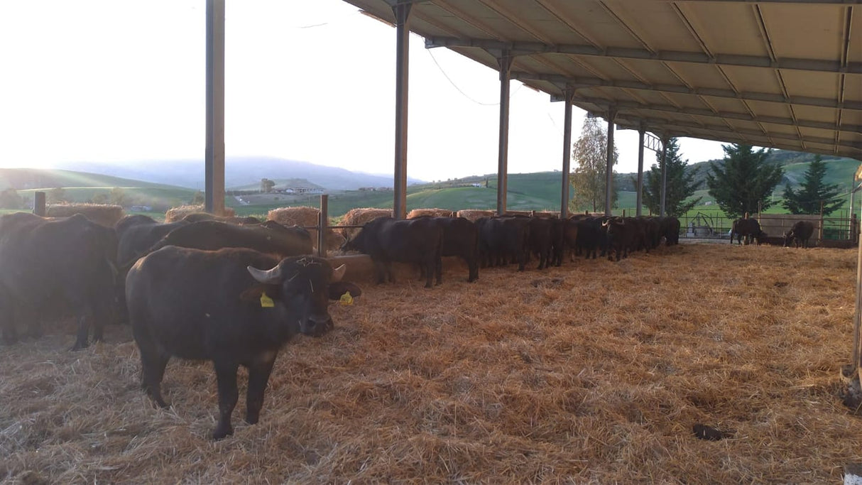 Bufale dell'azienda di Stigliano