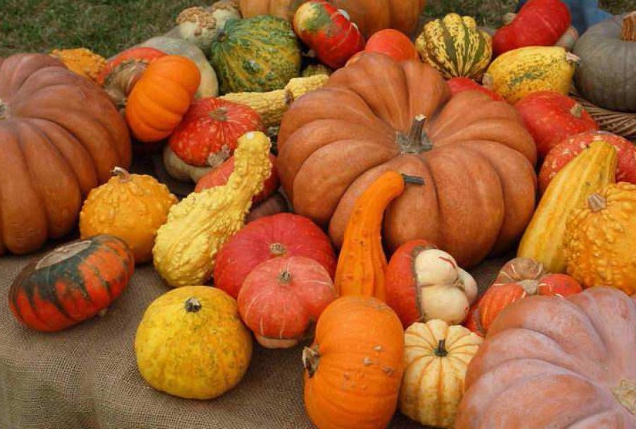 La Zucca, l'ortaggio dell'Autunno