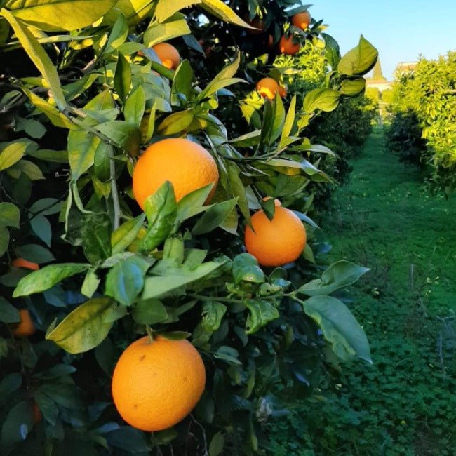 Arance Navel coltivate a Scanzano Jonico, Basilicata, senza pesticidi, con buccia edibile e profumata