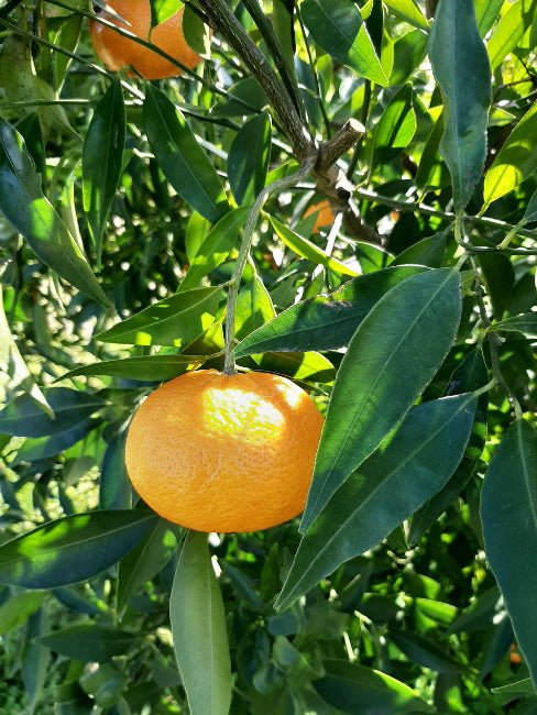 Mandarin Mandalate Lucano