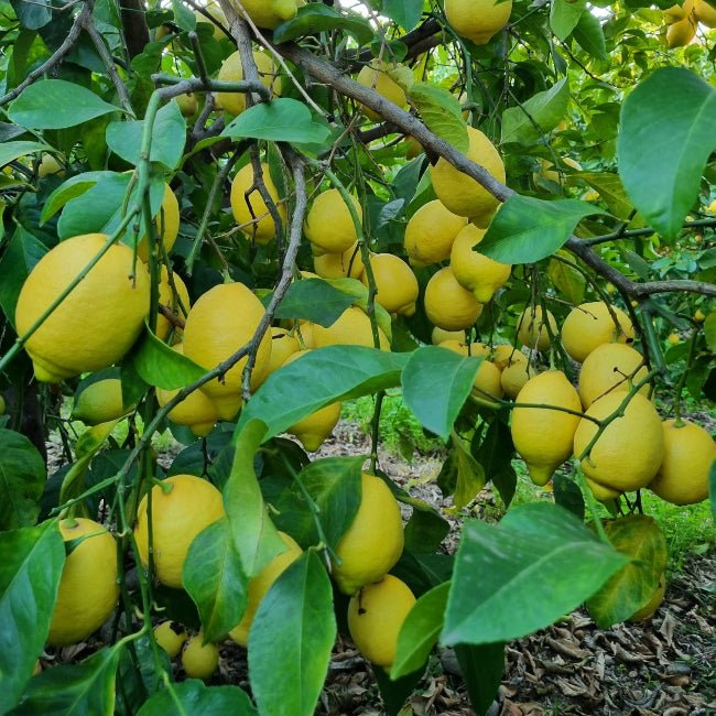 Limoni Biologici Lucani