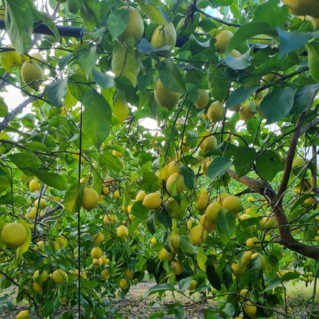 Limoni Biologici Lucani