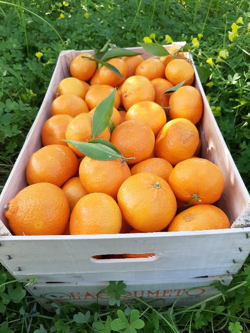 Mandarin Mandalate Lucano