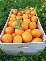 Mandarin Mandalate Lucano