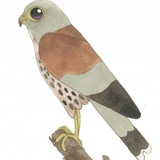 Birra Artigianale Kestrel 