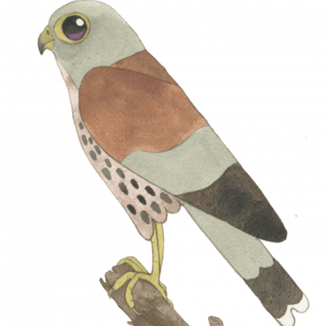 Birra Artigianale Kestrel 