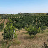 Clementine fresche di Basilicata, naturali e senza trattamenti chimici, con buccia commestibile.
