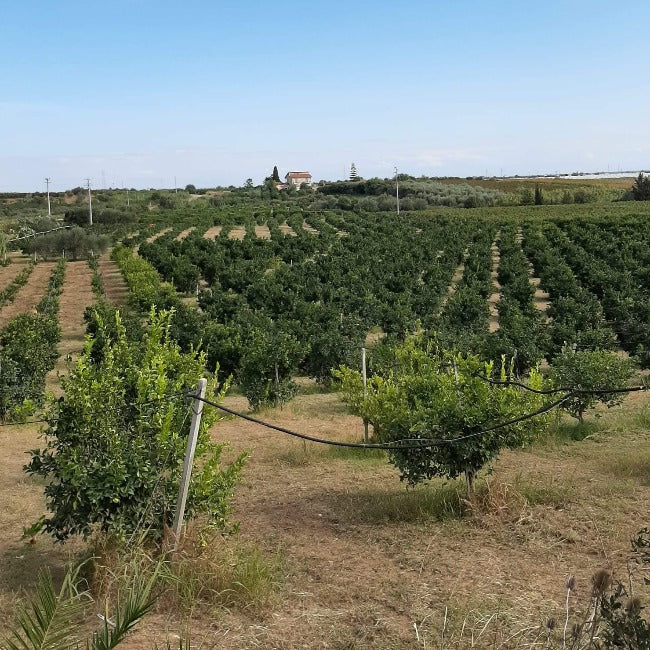Clementine fresche di Basilicata, naturali e senza trattamenti chimici, con buccia commestibile.