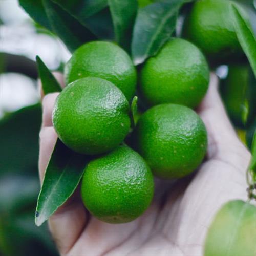 Clementine di Scanzano Jonico coltivate senza pesticidi, dal sapore dolce e buccia sottile ed edibile.